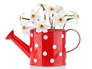 white-and-yellow Daffodils in red watering can