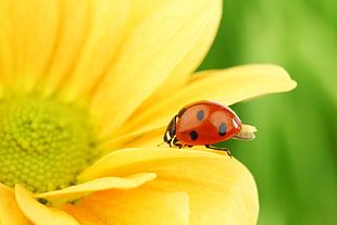 macro photography of ladybug on yellow petaled flower