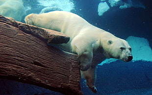 Polar Bear on body of water