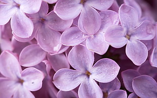 purple petaled flower HD wallpaper