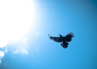 black eagle under blue sky during daytime, crows HD wallpaper