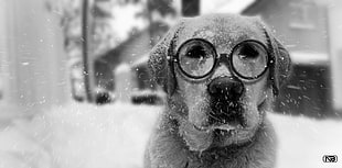 short-coated dog, Labrador, dog, mbrlic, snow