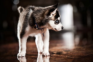 black and white Siberian Husky puppy standing on floor