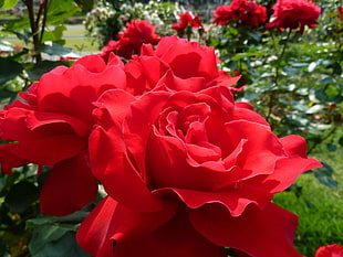 close up photography red rose HD wallpaper