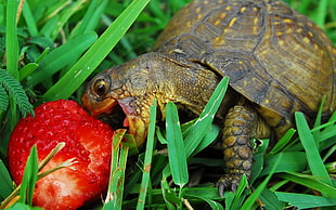 brown turtle eating strawberry
