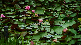 green waterlilies on top of body of water