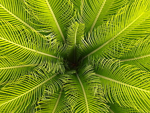 closeup photo of green palm plant leaves, verde