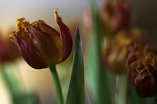 macro photography of pink Tulip flower