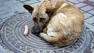 adult brindle short-coated dog lying down on manhole near sausage at day time