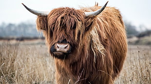 brown animal, Highland Cattle HD wallpaper