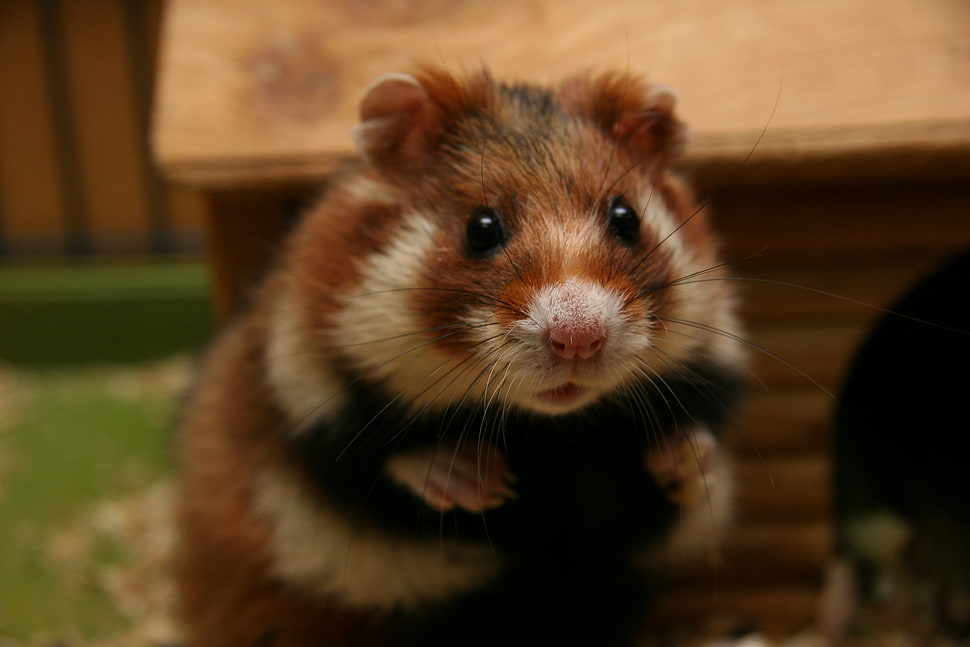white and brown animal HD wallpaper