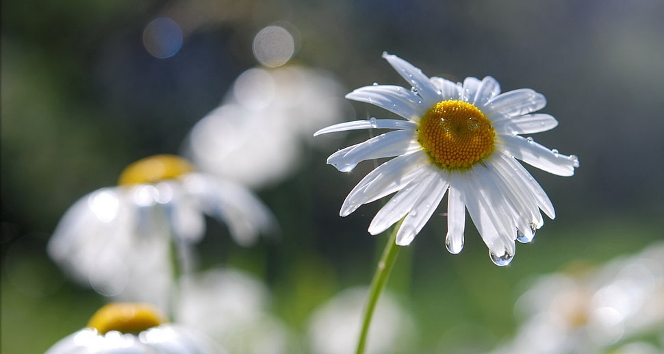 selective focus photography of white daisy flower HD wallpaper