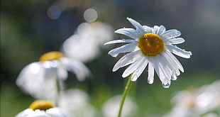 selective focus photography of white daisy flower