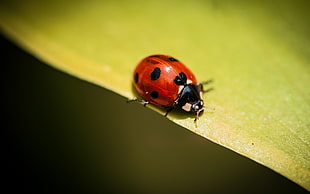 macro photo of red and black ladybug on green leaf