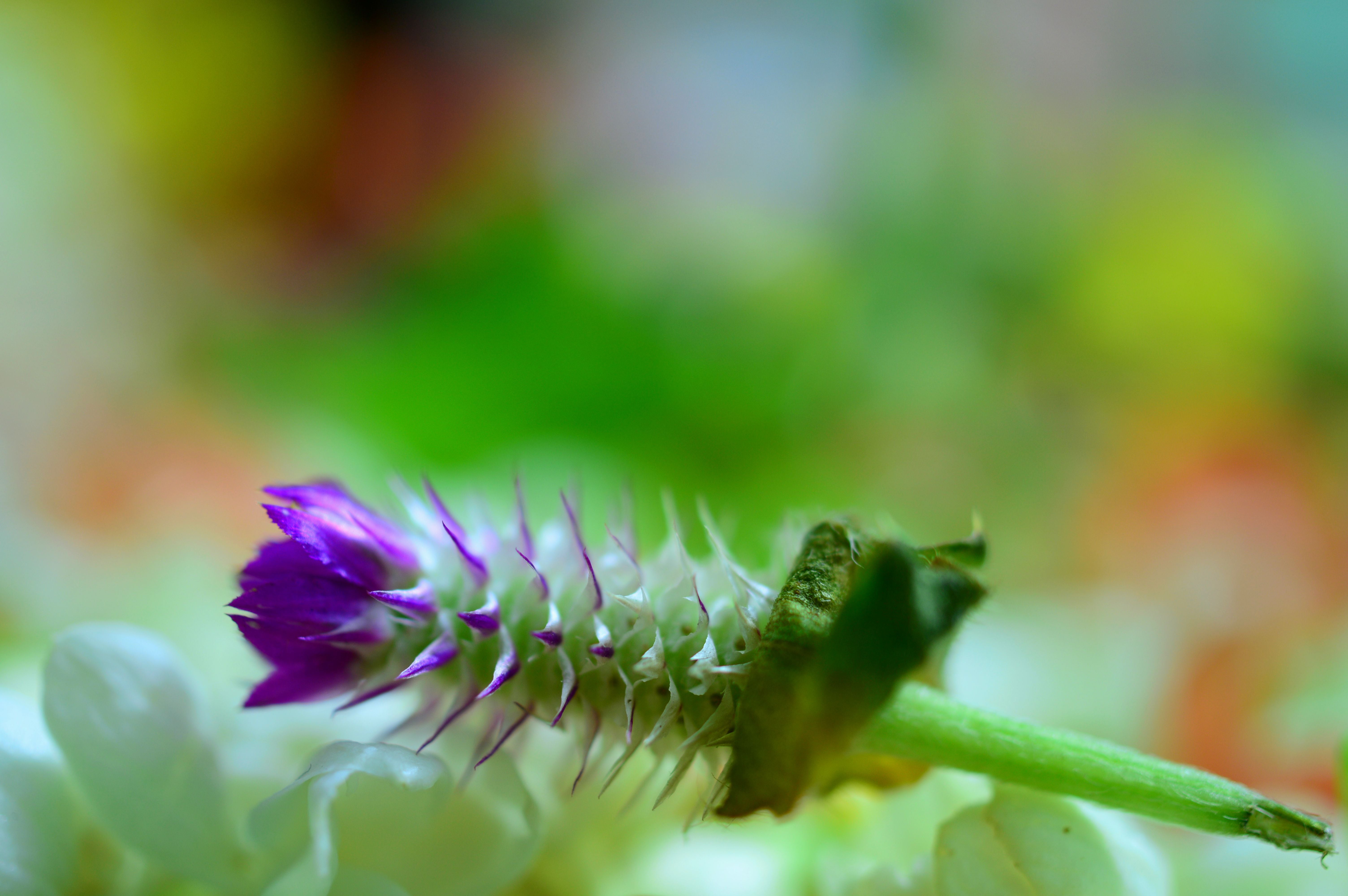 violet flower bud