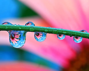 dew drops on green stem with reflection of pink petaled flower