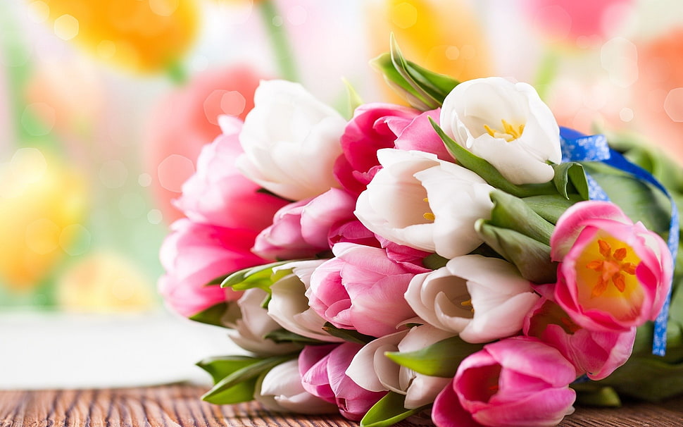 pink and white tulip bouquet, nature, tulips, flowers HD wallpaper