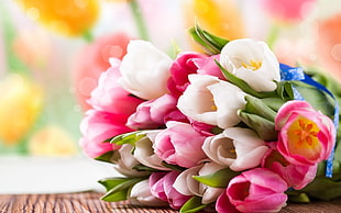 pink and white tulip bouquet, nature, tulips, flowers HD wallpaper