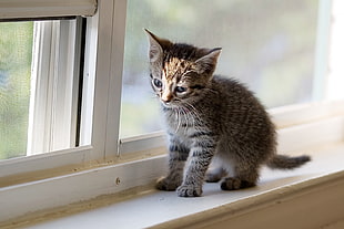 gray tabby kitten near glass window in shallow focus lens, cats