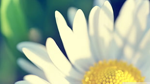 close photo of common daisy flower, flowers, white flowers, macro, plants HD wallpaper