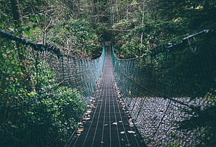 landscape photography of green and black hanging rope bridge in forest during daytime