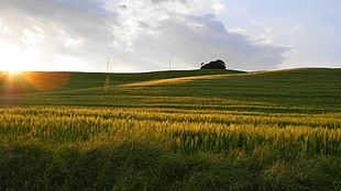 landscape photo of grass field during sunset