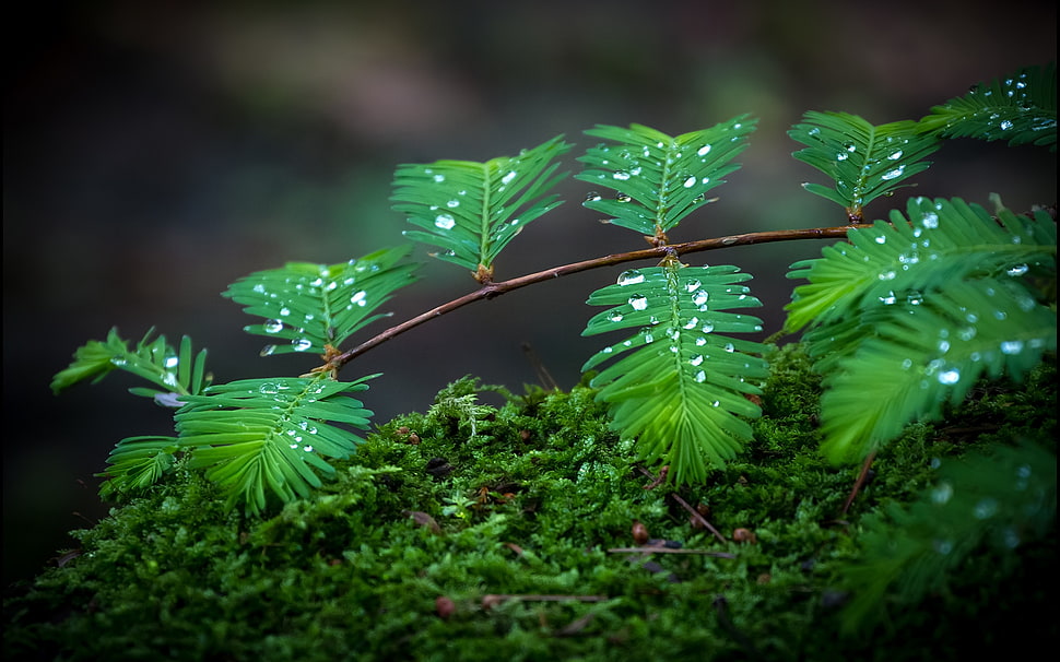 selective blur photography of water droplets on green leaf plants HD wallpaper