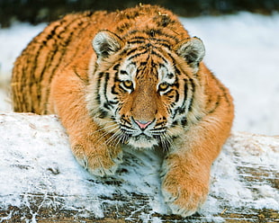 wildlife photography of tiger on snow