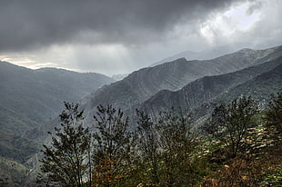 photograph of green forest and black mountain under gray cloudy sky, genova