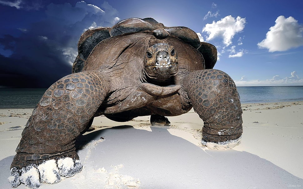 Tortoise at seashore HD wallpaper