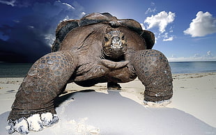 Tortoise at seashore HD wallpaper
