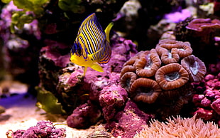 yellow and blue fish near corals HD wallpaper