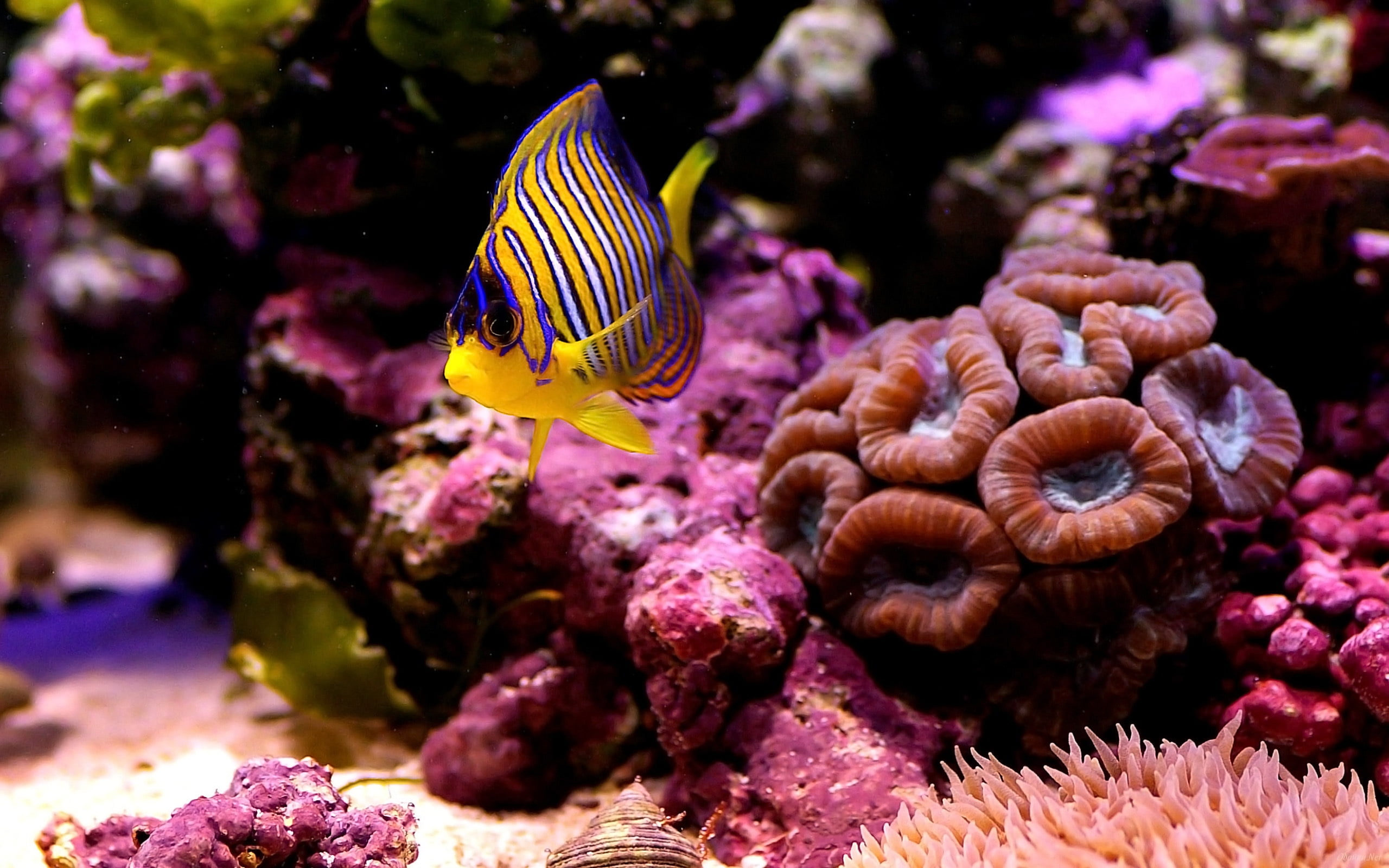 yellow and blue fish near corals