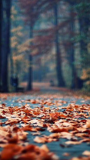 shallow focus of brown dry leaves on road HD wallpaper