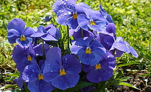 purple 4-petaled flower