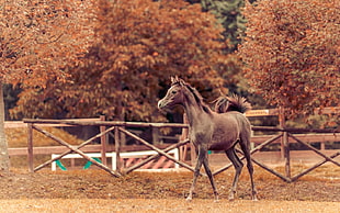 photography of brown horse near brown leaves trees during day time