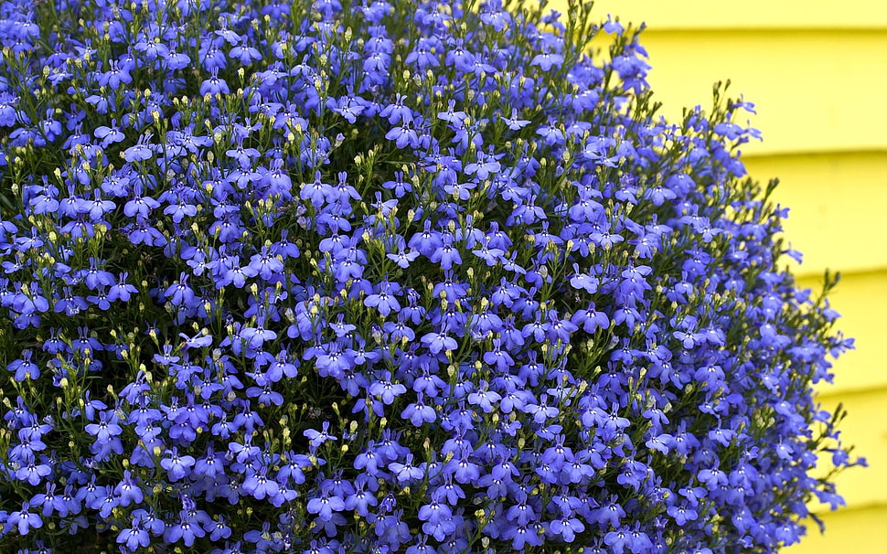 purple flowers HD wallpaper
