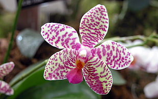 purple-and-white orchid