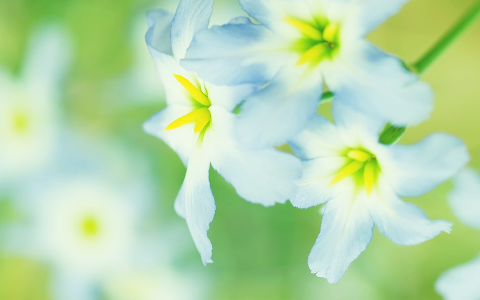 white petal flower HD wallpaper