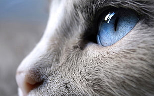 gray cat, nature, cat, blue eyes, animals HD wallpaper