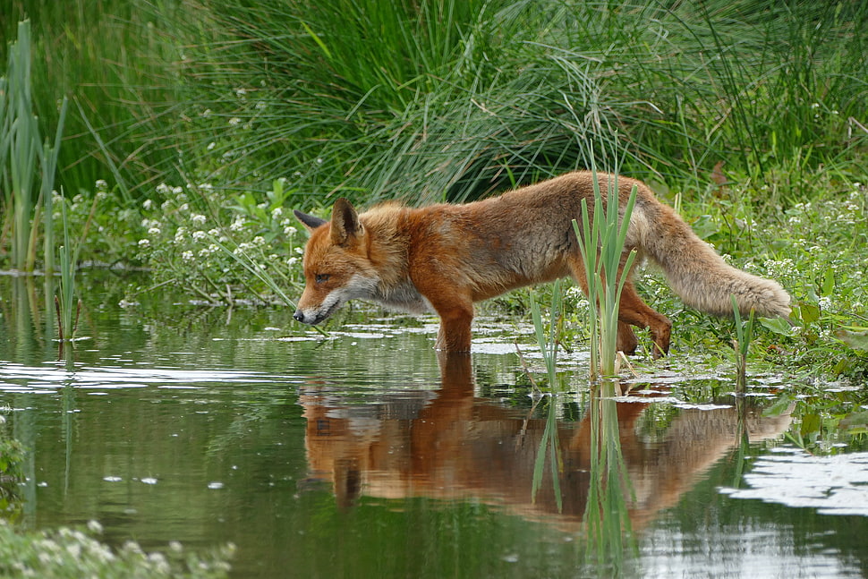 brown fox on body of water HD wallpaper
