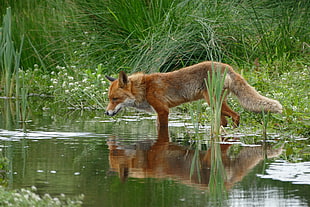 brown fox on body of water