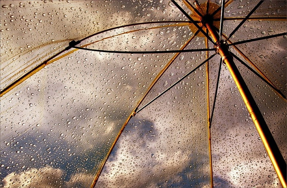 brass-colored frame transparent umbrella with droplets of water HD wallpaper