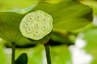 depth of field photography of green plant