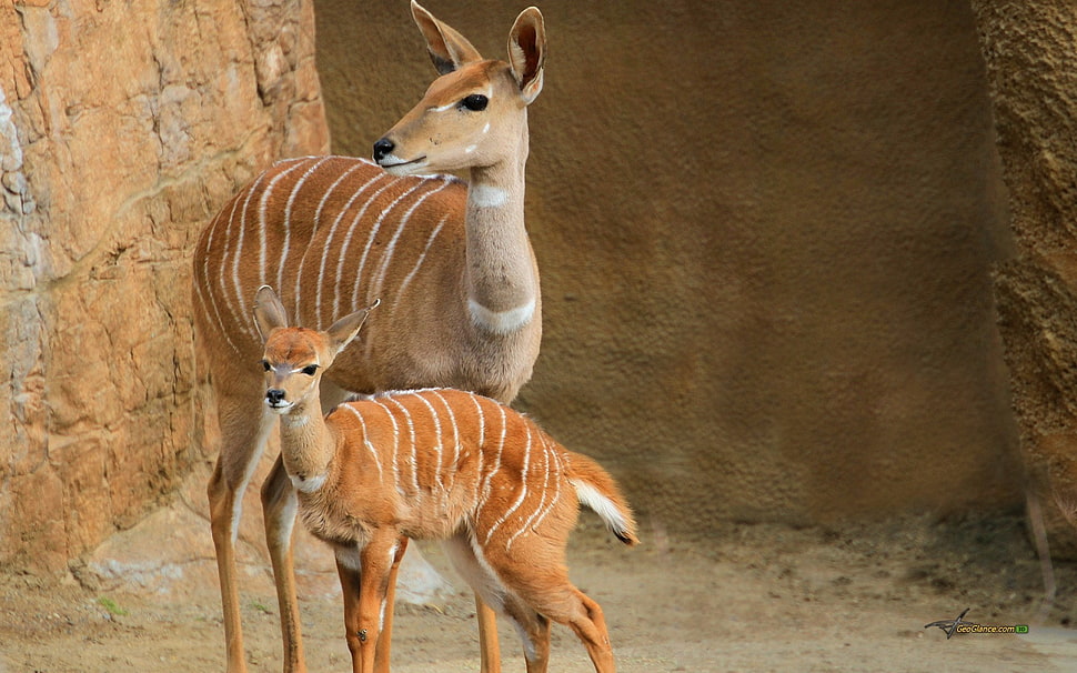 two brown 4-leg animals, Bongo Deer, deer, animals HD wallpaper
