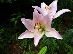 selective focus photo of Stargazer Lilies HD wallpaper
