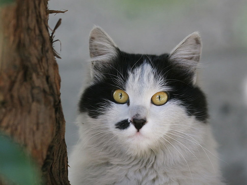 white and black cat with yellow eyes HD wallpaper
