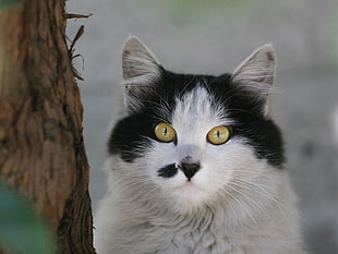white and black cat with yellow eyes