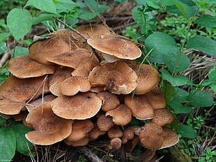 brown mushrooms HD wallpaper