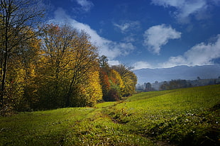 green grass field with trees on side and mountain in background